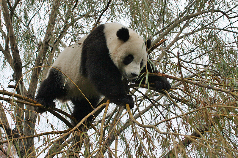 Tai Shan