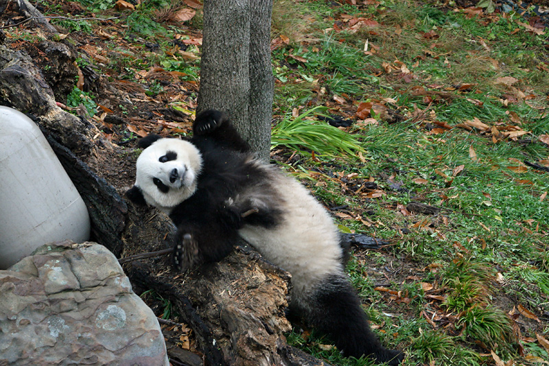 Tai Shan