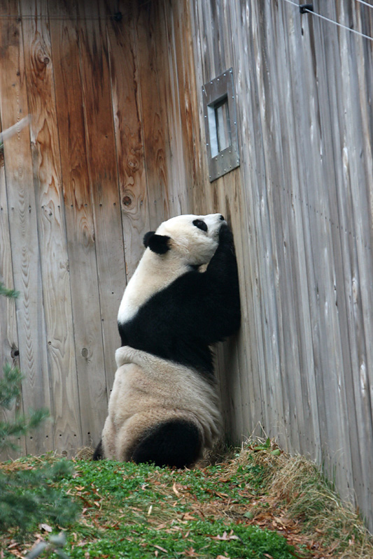 One fwootie please....