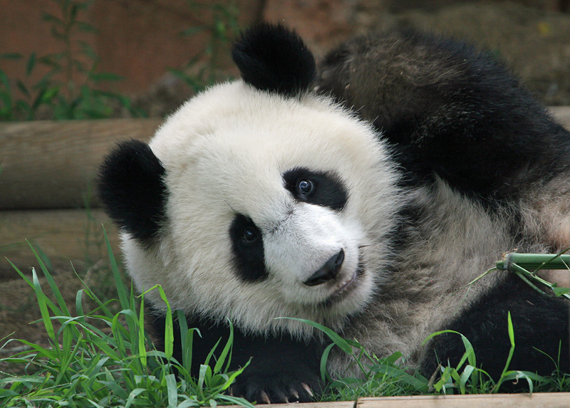 Mei Lan