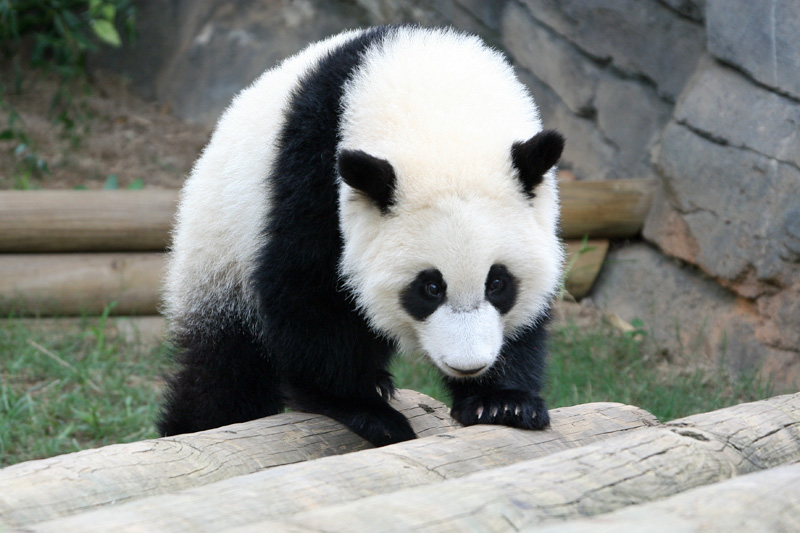 Mei Lan