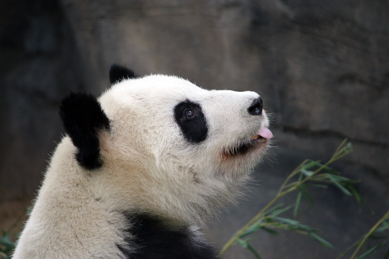 Lun Lun