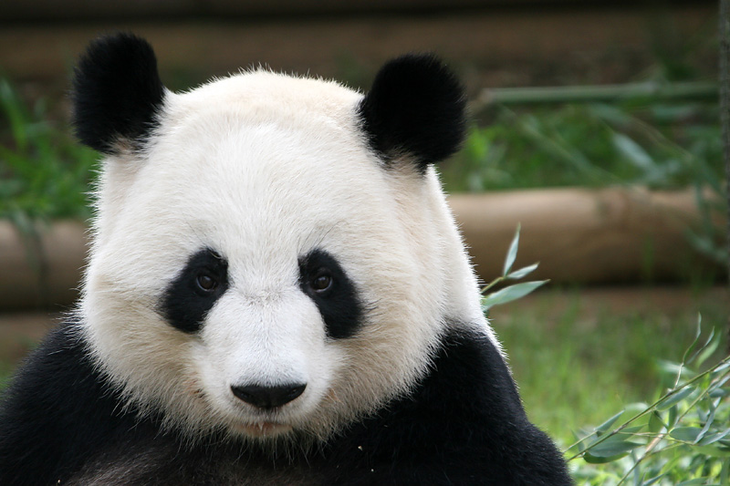 Lun Lun