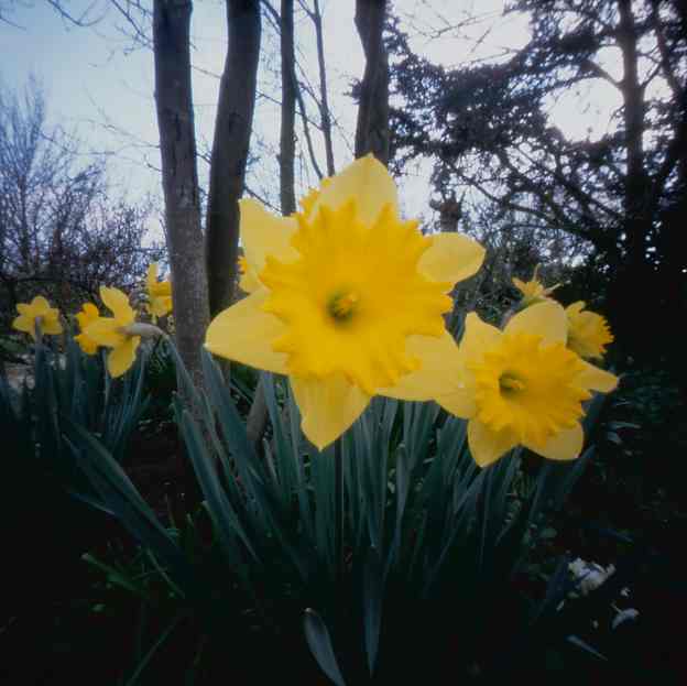  25mm pinhole-6x6 neg_pz14