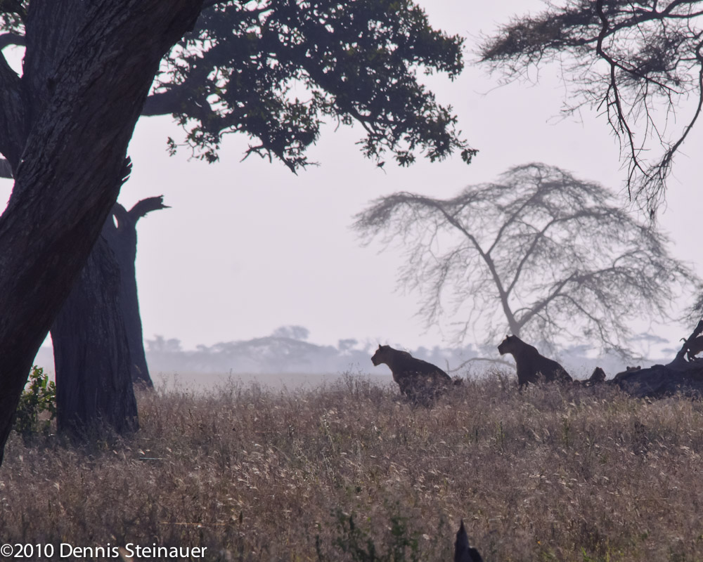 Lion mothers looking for breakfast<br>ds20100629a-0026w.jpg