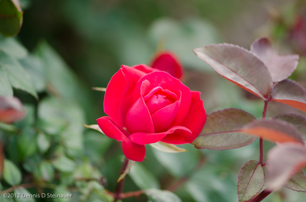 ds20120512-0042w.jpg