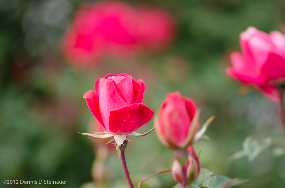 ds20120512-0086w.jpg