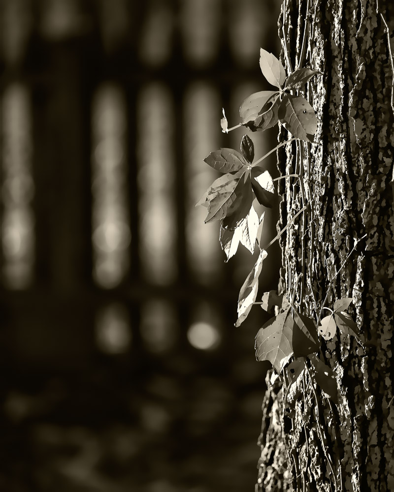 10/20/2012 - Holding On (b&w)<br><font size=3>ds20121020-0102aw.jpg</font>
