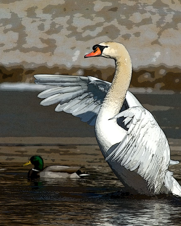 ds20070204_0088a4w Swan Rising Poster Edges.jpg