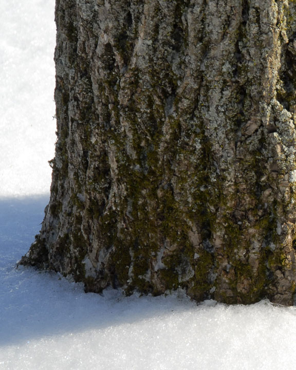 ds20070216_0047a2w Tree Trunk.jpg