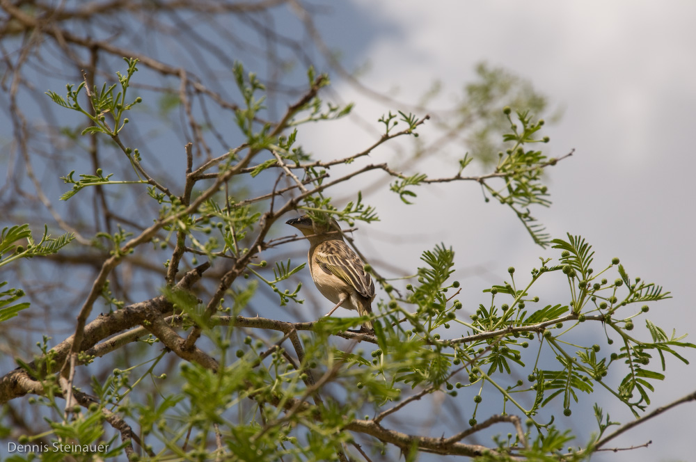 DS20080313_0124_NIKON_D300_w.jpg
