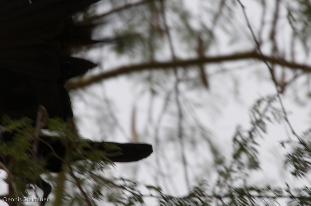 DS20080314_0319_NIKON_D300_w.jpg