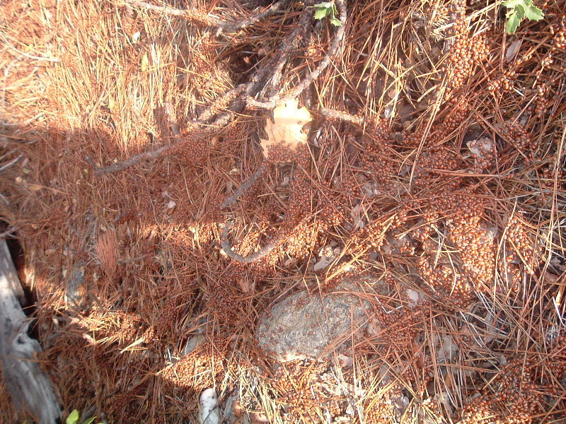 DSCF5220.JPG