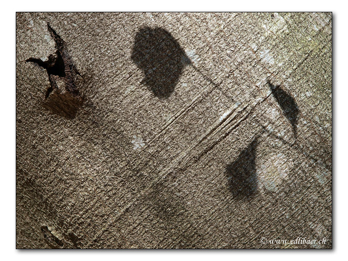 Baumrinden- Schattenbild / shadow image on bark (3892)