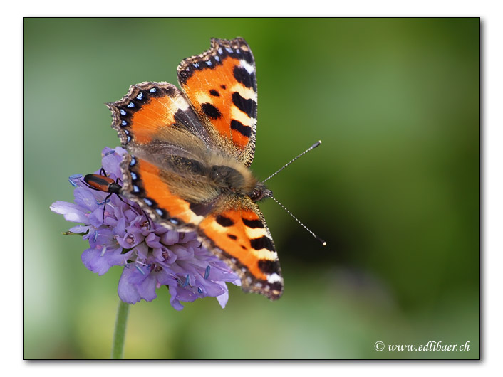 Aglais urticae / Kleiner Fuchs / Small Tortoiseshell (0330)