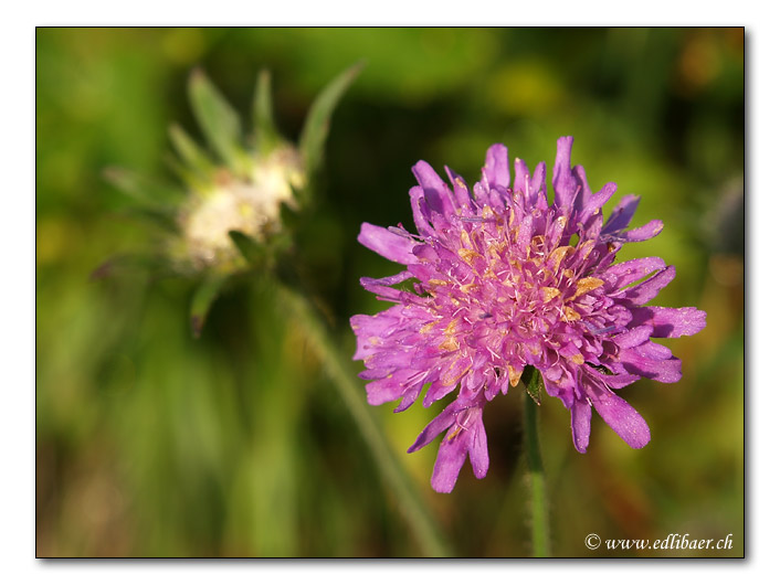 Wiesen-Witwenblume / Knautia arvensis / Wiesenskabiose