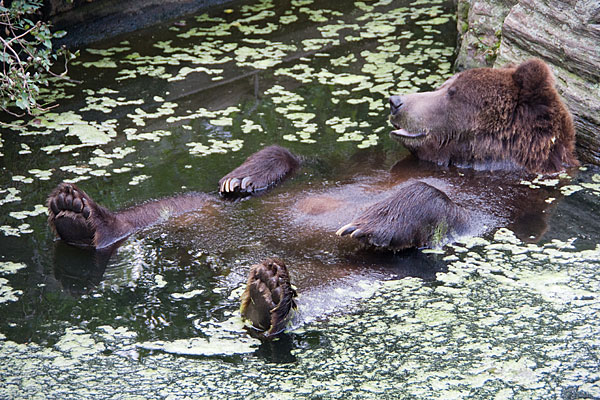 bearbath.jpg