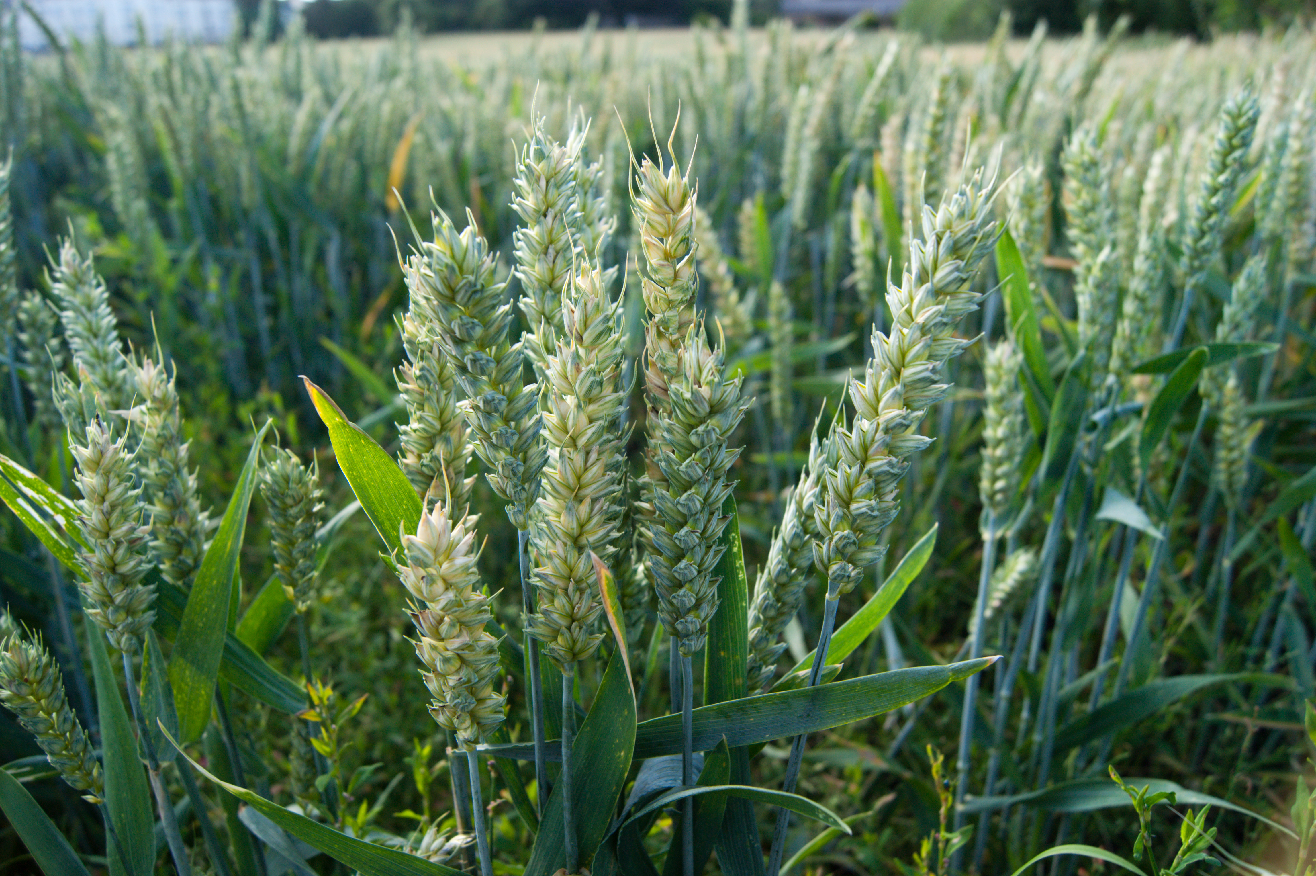 wheat-18mm-5.6.jpg