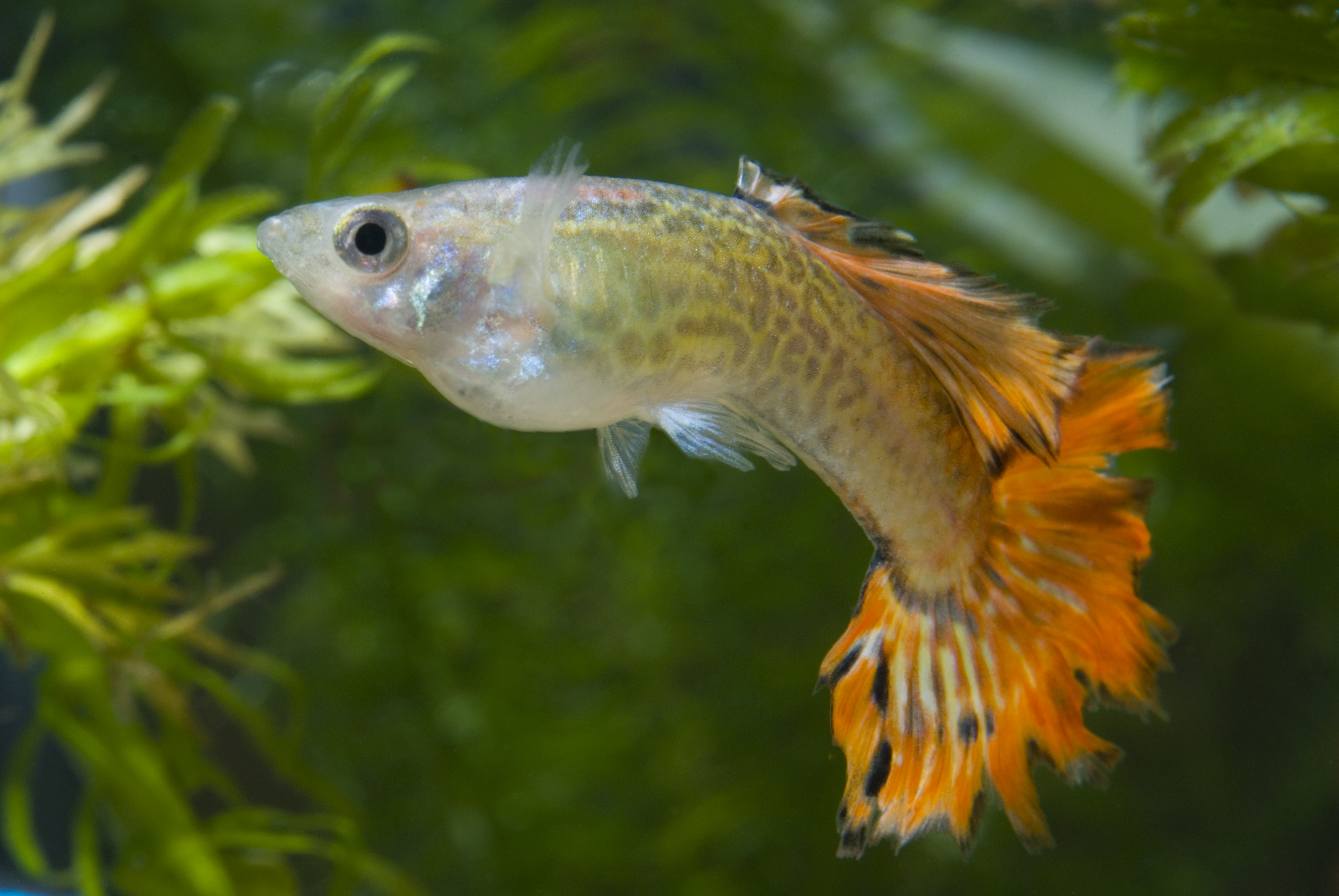 maleguppy.jpg