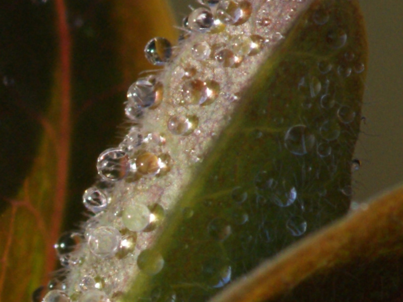 macro100atf8iso400.jpg