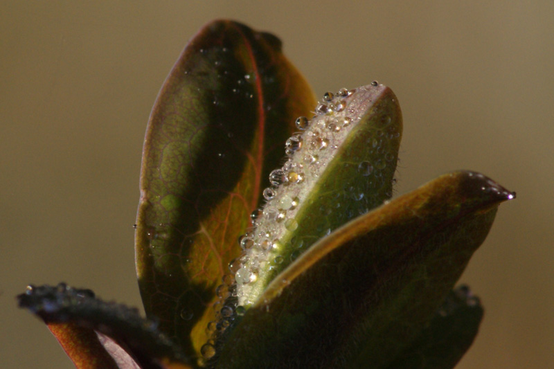 macro100reduced.jpg