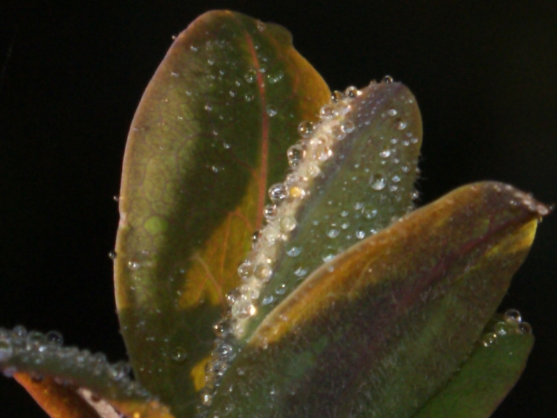macrof16at70mmexample2.jpg