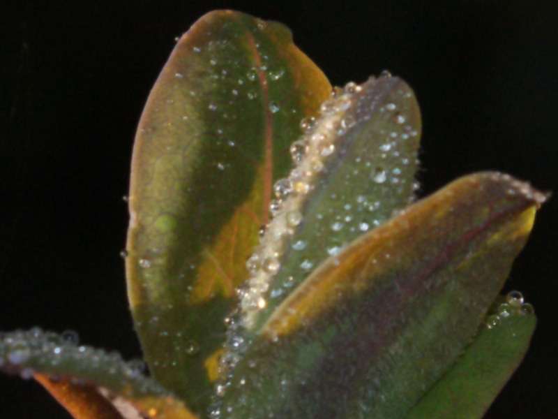 macrof16at70mmplusflashiso400.jpg