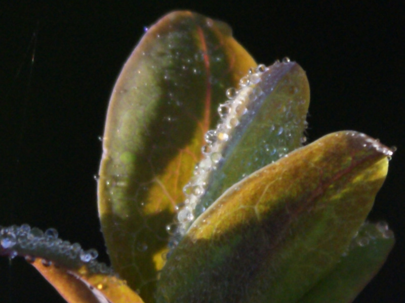 macrof8at70mmexample2.jpg