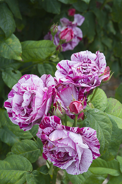 roseferdinandrichard.jpg