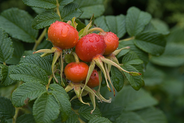 rosehips.jpg