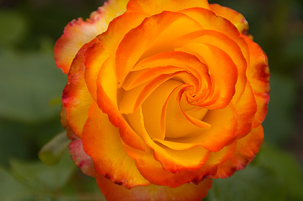 rosetequilasunrise2sk.jpg