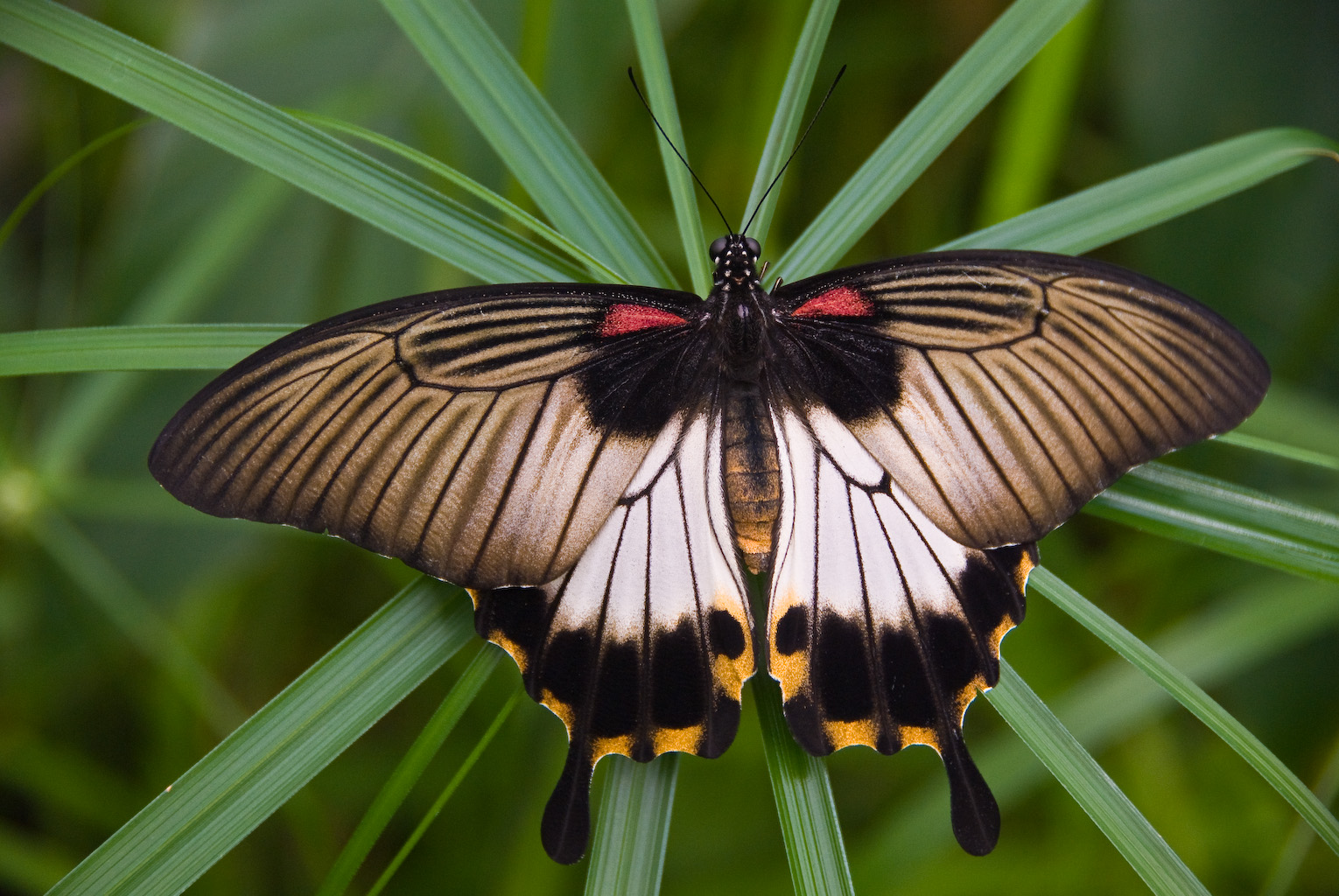 butterfly3.jpg