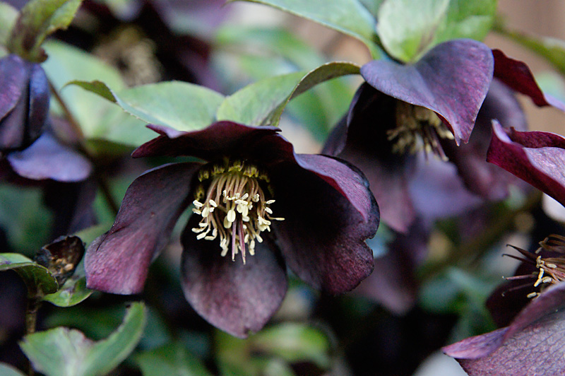 hellebore2.jpg