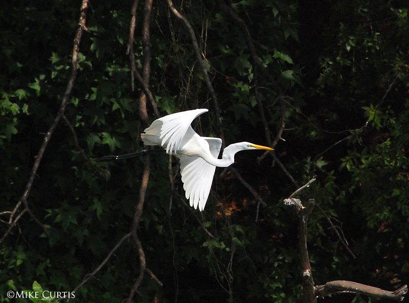 Great White Egret