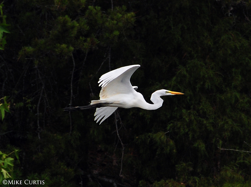 Great White Egret