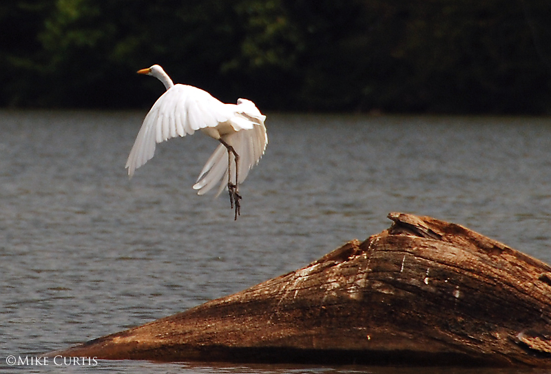 Great White Egret