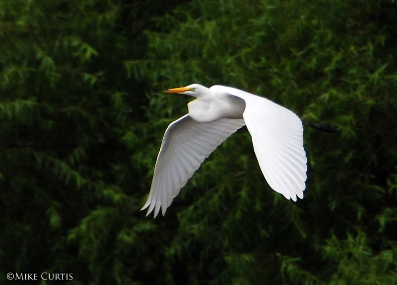 Great White Egret