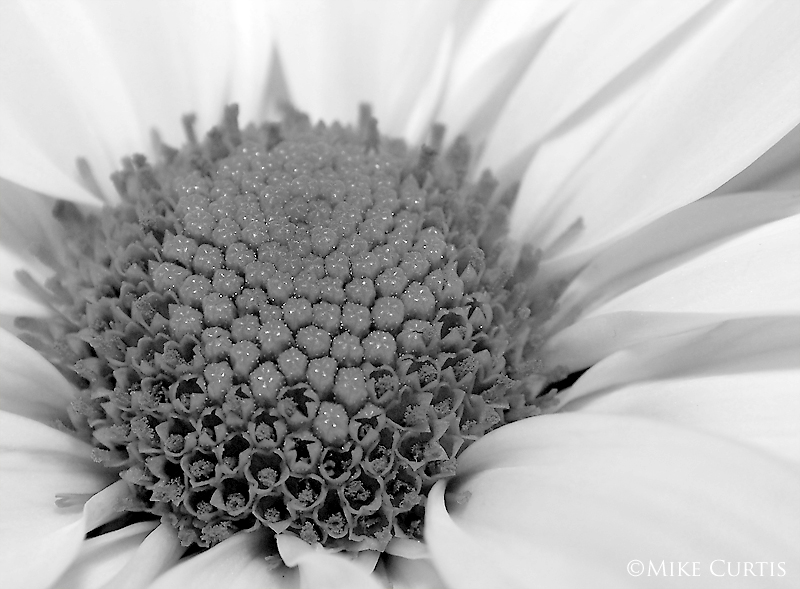 White Daisy