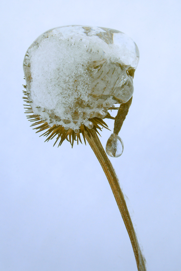 TUQUE ET POMPON