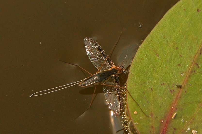 GERRIS / WATER GLIDER sur PHMRE
