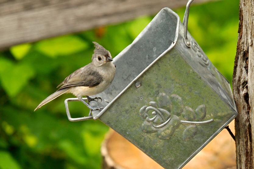 TUFTED TITMOUSE / MESANGE BICOLORE