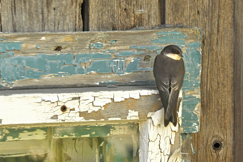 Tree Swallow / Hirondelle bicolore