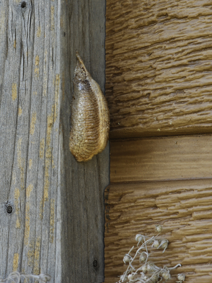 PRAYING MANTIS cocoon / MANTE RELIGIEUSE cocon / Mantis religiosa