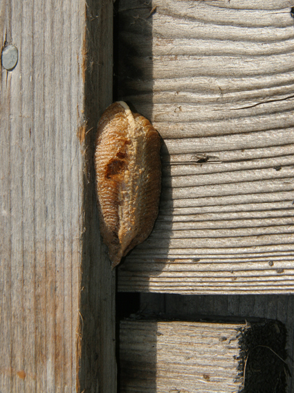 OOTHEQUE (COCON) de MANTE RELIGIEUSE