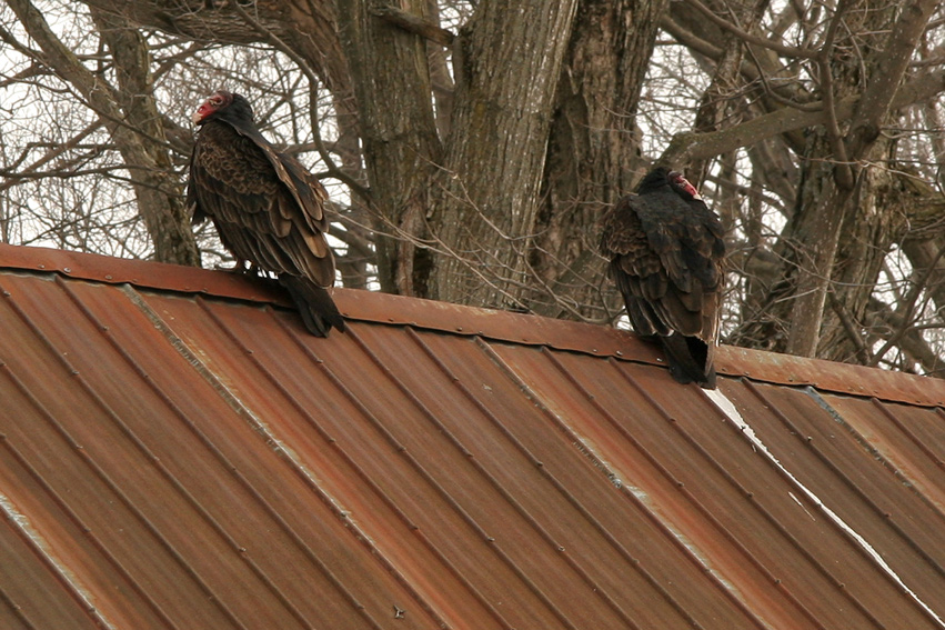 Turkey vulture / Urubu  tte rouge