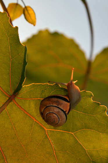 ESCARGOT / SNAIL / COLIMAON