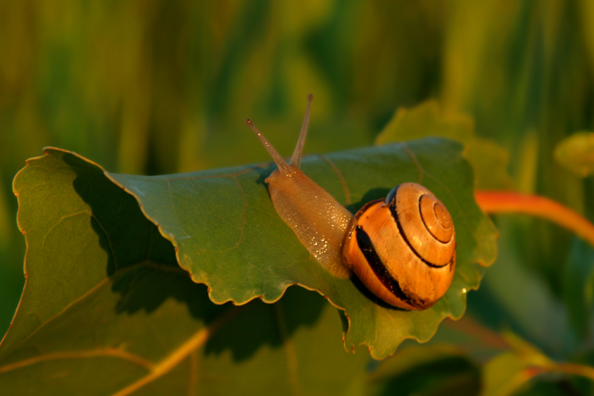 ESCARGOT / SNAIL / COLIMAON