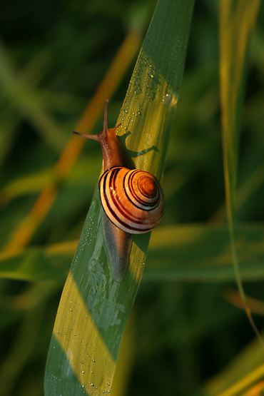 ESCARGOT / SNAIL / COLIMAON