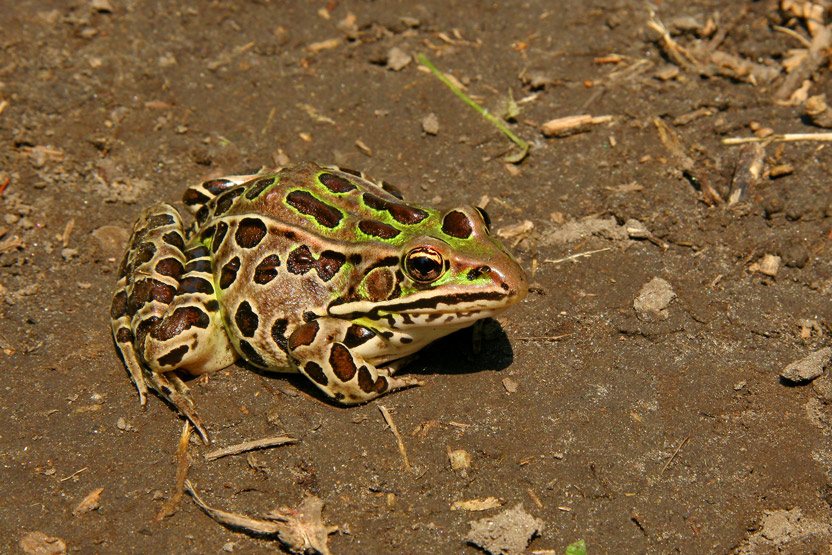 GRENOUILLE LOPARD  /  NORTHERN LOPARD FROG