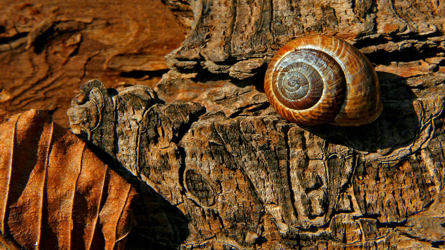 PIERRE JOLY PHOTOGRAPHE /  PiJoly.com / FocusNature.net